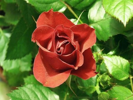 red rose - flowers, rose, nature, red