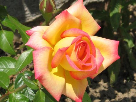 Rose - flower, rose, pretty, flowers, yellow, nature