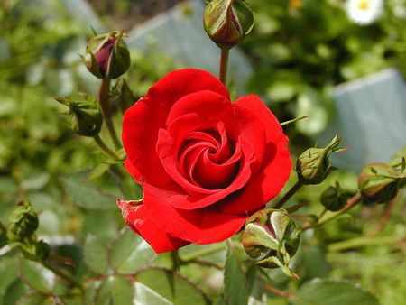 Red rose - flowers, red, nature, rose