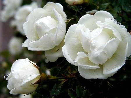 white Roses - flowers, white, roses, nature