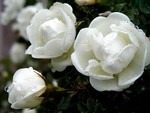 white Roses