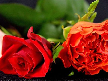 red roses - flowers, red, roses, nature