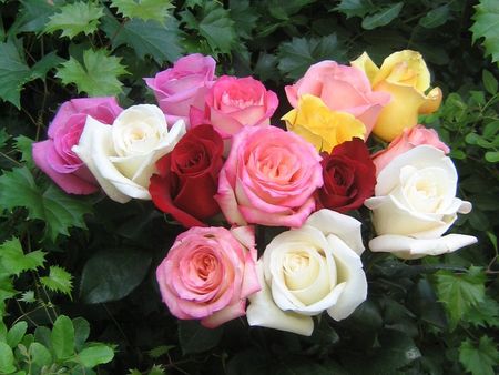 color roses