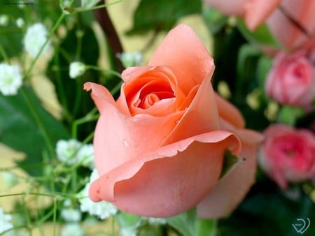 pink rose - nature, flowers, roses, pink