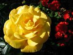 yellow rose