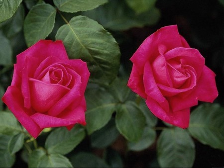 red roses - flowers, red, roses, nature