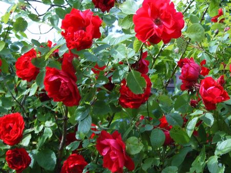 red roses - flowers, red, roses, nature