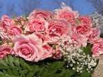 pink roses