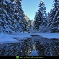 Mountain and River Tara/ Planina i reka Tara