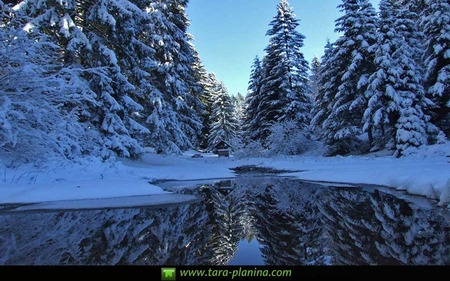 Mountain and River Tara/ Planina i reka Tara - ice, mountain, conifer, pine, winter, tara, west serbia, snow, river