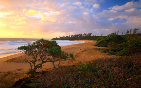 Sunset - sky, tree, sunset, sea, nature