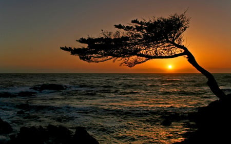 Sunset - nature, sky, ocean, tree, sunset