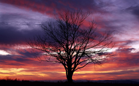 Sunset - sunset, nature, color, tree, sky