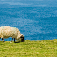 a sheep on a grassland