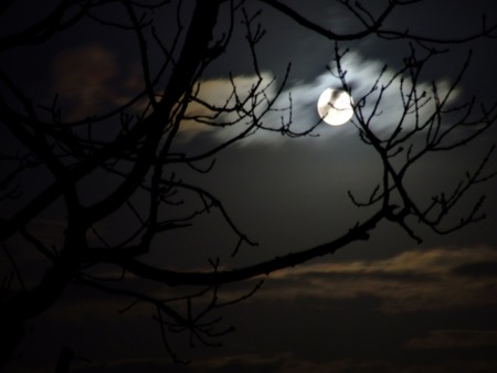 Moon Light Sky in Ireland - moon, trees, nature, sky