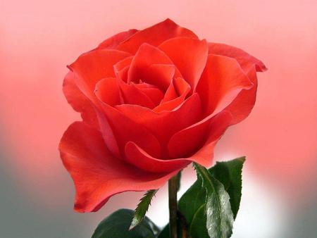 Smiling Rose !!! - rose, nature, red, fower