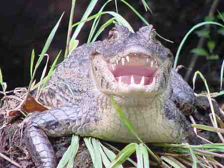 smile - smile, crocodile, croc