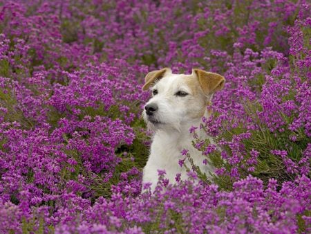 jack russel terrier in purple field - flowers, dog, jack russel, purple