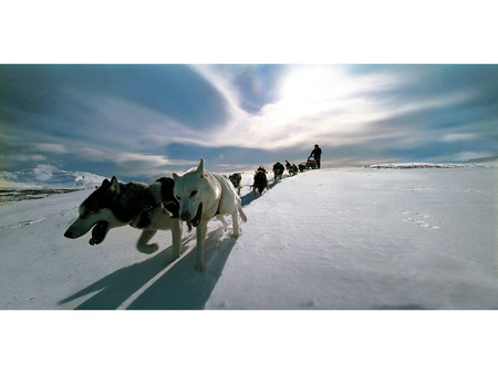 Working Hard - dragging sledge, working dog, ice, working hard, husky, winter, snow