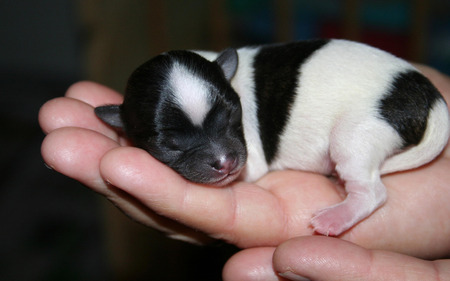 Sleeping Innocence - sleeping, hands, puppy, dog