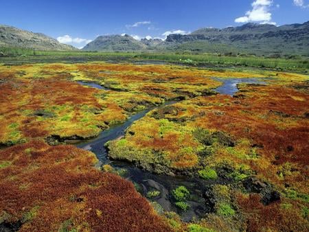 South Africa - nature, south africa, colorful, mosses