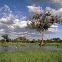 National Park Botswana