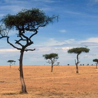 Scattered Acacia Trees Kenya