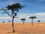 Scattered Acacia Trees Kenya