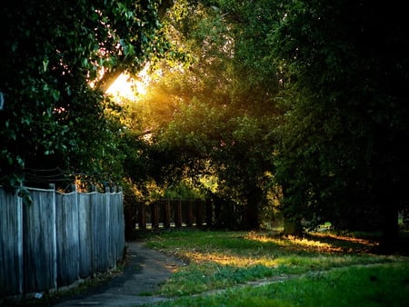 garden - trees, nature, garden, forest, light, sun