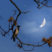 NIGHT BIRD