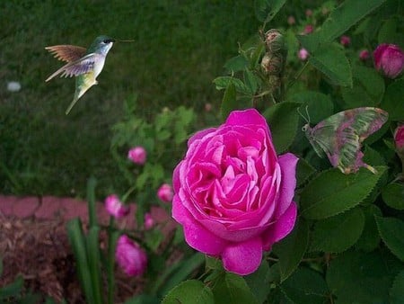 PINK ROSE - butterfly, pink, humming bird, green, leaf, flowers, rose