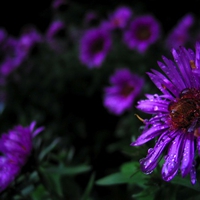 Purple flowers