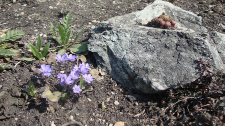 flowers - flowers, lilac, spring, nature