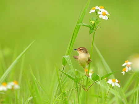 bird - nature, green, meadow, bird