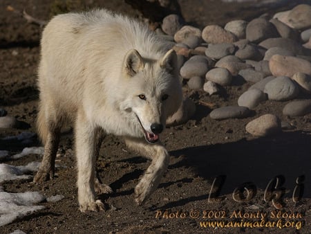 FOR LOKI - grey wolf, nature, dogs, mud, white wolf, loki, animals