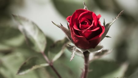 Red Rose - nature, red, beautiful, rose, flower