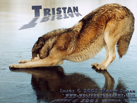 TRISTAN BOWING TO THE ICE? - wolf bowing, ice, wolves, bow, animals, dogs, tristan the wolf, grey wolf