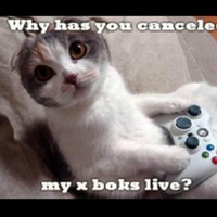 XBOX kitty