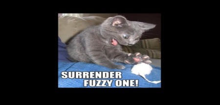 Surrender fuzzy one! - white, grey, wool, kitty