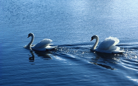 SWAN COUPLE - white, swans, beautiful, lake, couple, swim