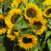 Fresh SunFlowers