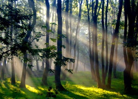 Dispersing the darkness - sun rays, trees, grass, forest, light, morning mist, leaves