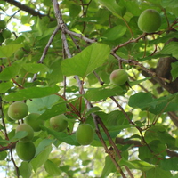 Apricots Tree