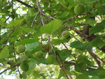 Apricots Tree