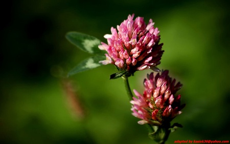 clover - green, landscape, clover, flower