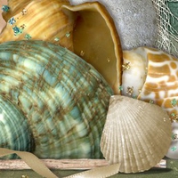 Sea Shells