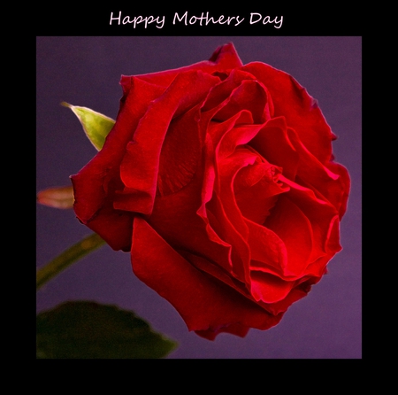 Happy Mother*s Day - red, still life, rose, single