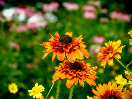 Pretty flowers - yellow, orange, green, leaves, flowers, garden