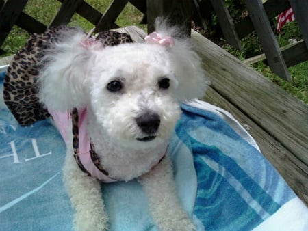 Gigi suntanning - white, puppy, swimming, sun, dog, summer