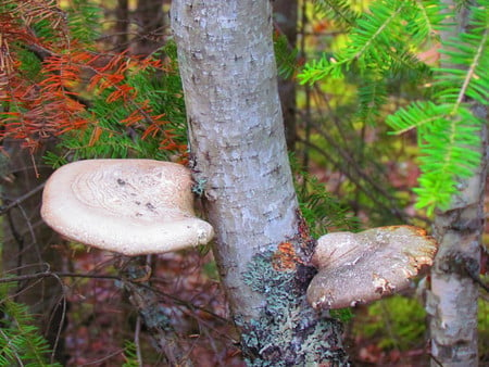 Fungi on a Birch tree - nature, mushroom, forest, birch, tree, fungi